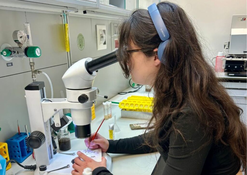 Alumna de biología trabajando con Drosophila melanogaster.