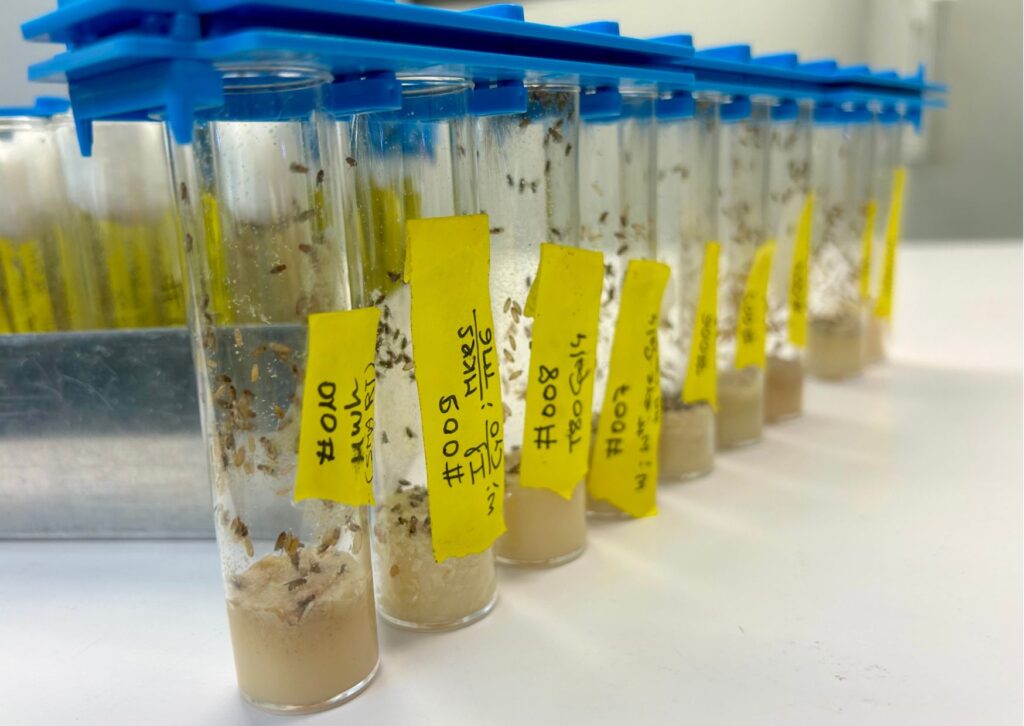 Moscas de la fruta con mutaciones genéticas en un laboratorio.